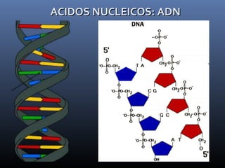 ACIDOS NUCLEICOS: ADNACIDOS NUCLEICOS: ADN
 