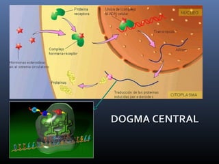 DOGMA CENTRALDOGMA CENTRAL
 