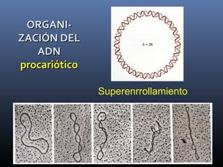 Superenrrollamiento
ORGANI-ORGANI-
ZACIÓN DELZACIÓN DEL
ADNADN
procarióticoprocariótico
 