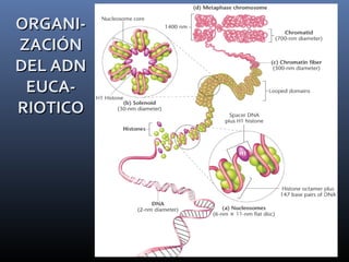 ORGANI-ORGANI-
ZACIÓNZACIÓN
DEL ADNDEL ADN
EUCA-EUCA-
RIOTICORIOTICO
 