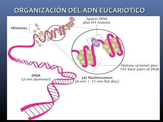 ORGANIZACIÓN DEL ADN EUCARIOTICOORGANIZACIÓN DEL ADN EUCARIOTICO
 
