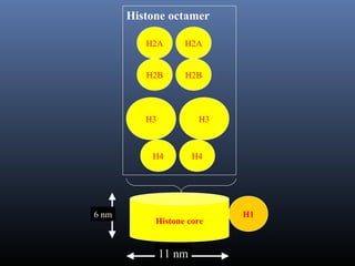 Histone core
H1
H2A H2A
H2B H2B
H3 H3
H4 H4
Histone octamer
11 nm
6 nm
 