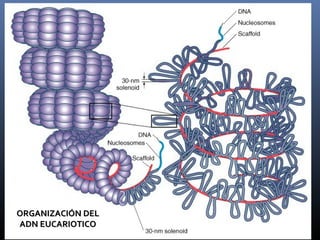 ORGANIZACIÓN DELORGANIZACIÓN DEL
ADN EUCARIOTICOADN EUCARIOTICO
 