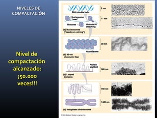 NIVELES DENIVELES DE
COMPACTACIÓNCOMPACTACIÓN
Nivel deNivel de
compactacicompactaciónón
alcanzado:alcanzado:
¡50.000¡50.000
veces!!!veces!!!
 