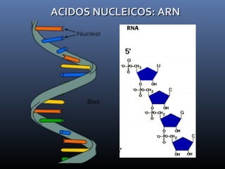 ACIDOS NUCLEICOS: ARNACIDOS NUCLEICOS: ARN
 