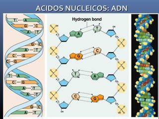 ACIDOS NUCLEICOS: ADNACIDOS NUCLEICOS: ADN
 