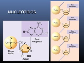 NUCLEÓTIDOSNUCLEÓTIDOS
 