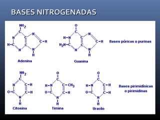BASES NITROGENADASBASES NITROGENADAS
 