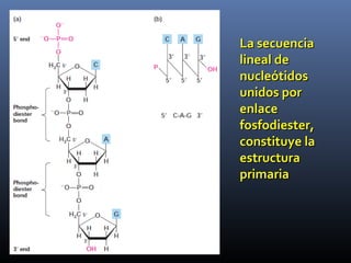 La secuenciaLa secuencia
lineal delineal de
nucleótidosnucleótidos
unidos porunidos por
enlaceenlace
fosfodiester,fosfodiester,
constituye laconstituye la
estructuraestructura
primariaprimaria
 
