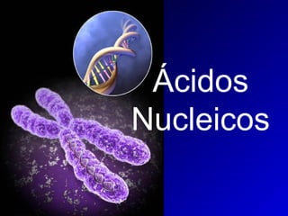 Ácidos
Nucleicos
 