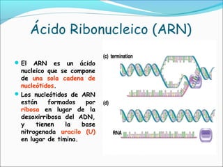 Acidos nucleicos | PPT