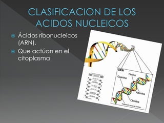  Ácidos ribonucleicos
(ARN).
 Que actúan en el
citoplasma
 