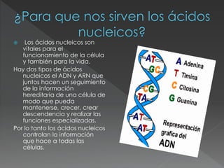  Los ácidos nucleicos son
vitales para el
funcionamiento de la célula
y también para la vida.
Hay dos tipos de ácidos
nucleicos el ADN y ARN que
juntos hacen un seguimiento
de la información
hereditaria de una célula de
modo que pueda
mantenerse, crecer, crear
descendencia y realizar las
funciones especializadas.
Por lo tanto los ácidos nucleicos
controlan la información
que hace a todas las
células.
 