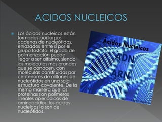  Los ácidos nucleicos están
formados por largas
cadenas de nucleótidos,
enlazados entre sí por el
grupo fosfato. El grado de
polimerización puede
llegar a ser altísimo, siendo
las moléculas más grandes
que se conocen, con
moléculas constituidas por
centenares de millones de
nucleótidos en una sola
estructura covalente. De la
misma manera que las
proteínas son polímeros
lineales aperiódicos de
aminoácidos, los ácidos
nucleicos lo son de
nucleótidos.
 