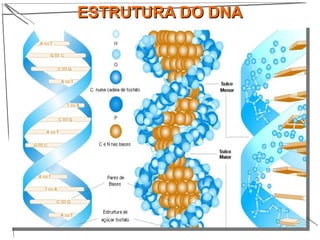 ESTRUTURA DO DNAESTRUTURA DO DNA
 