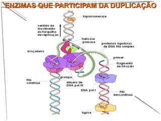 ENZIMAS QUE PARTICIPAM DA DUPLICAÇÃOENZIMAS QUE PARTICIPAM DA DUPLICAÇÃO
 