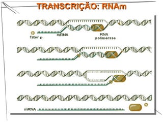 TRANSCRIÇÃO: RNAmTRANSCRIÇÃO: RNAm
 