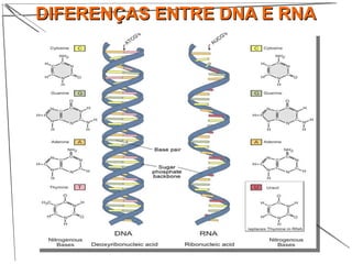 DIFERENÇAS ENTRE DNA E RNADIFERENÇAS ENTRE DNA E RNA
 