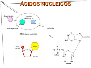 ÁCIDOS NUCLEICOSÁCIDOS NUCLEICOS
 