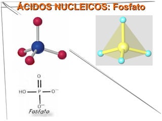 ÁCIDOS NUCLEICOS: FosfatoÁCIDOS NUCLEICOS: Fosfato
 