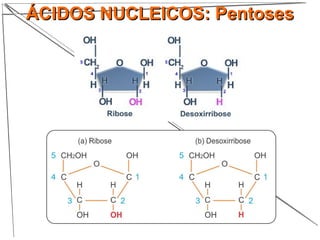 ÁCIDOS NUCLEICOS: PentosesÁCIDOS NUCLEICOS: Pentoses
 