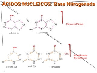 ÁCIDOS NUCLEICOS: Base NitrogenadaÁCIDOS NUCLEICOS: Base Nitrogenada
Púricas ou Purinas
Pirimidinas ou
Pririmidínicas
 