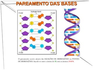 O pareamento ocorre através das LIGAÇÕES DE HIDROGÊNIO ou PONTES
DE HIDROGÊNIO. Sucede-se entre o átomo de H com os átomos: F O N.
PAREAMENTO DAS BASESPAREAMENTO DAS BASES
 