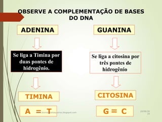OBSERVE A COMPLEMENTAÇÃO DE BASES
DO DNA
ADENINA
TIMINA
Se liga a Timina por
duas pontes de
hidrogênio.
A = T
GUANINA
CITOSINA
Se liga a citosina por
três pontes de
hidrogênio.
G Cwww.biomaiskatiaqueiroz.blogspot.com
18/08/20
19
 