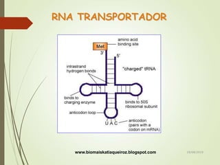 RNA TRANSPORTADOR
www.biomaiskatiaqueiroz.blogspot.com 18/08/2019
 