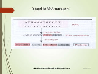 O papel do RNA mensageiro
www.biomaiskatiaqueiroz.blogspot.com 18/08/2019
 