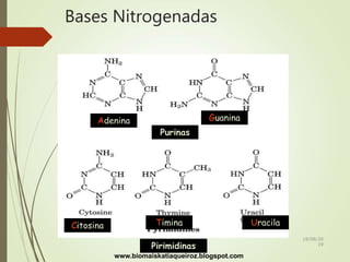 Bases Nitrogenadas
GuaninaAdenina
Purinas
Citosina Timina Uracila
Pirimidinas
www.biomaiskatiaqueiroz.blogspot.com
18/08/20
19
 