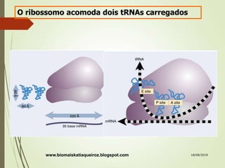 O ribossomo acomoda dois tRNAs carregados
www.biomaiskatiaqueiroz.blogspot.com 18/08/2019
 