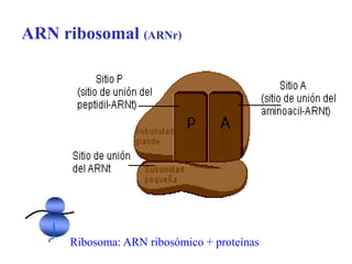 Acidos nucleicos | PPT
