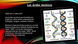 Los ácidos nucleicos
¿Qué son y cuales son?
Los ácidos nucleicos son biomoléculas
orgánicas, estas están compuestas por
hidrógeno, oxígeno, carbono y fósforo
Existen 2 tipos de ácidos nucleicos, el acido
desoxirribonucleico también llamado por las
siglas “ADN”, y el acido ribonucleico,
representado por las siglas “ARN”. Estos
nombres se relacionan monosacárido
presente en sus moléculas.
 