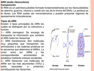 ARN (ácido ribonucleico) Composición El RNA es un polirribonucleótido formado fundamentalmente por los ribonucleótidos de adenina, guanina, citosina y uracilo (en vez de la timina del DNA). La pentosa es la ribosa. Los RNA suelen ser monocatenarios y pueden presentar regiones de apareamiento intracatenarias. Tipos de ARN Existen 3 tipos principales de ARN los cuales se distinguen por su estructura y función 1.- ARN mensajero: Se encarga de transportar la información que contiene el ADN hasta los ribosomas 2.- ARN transferencia: Son moléculas muy pequeñas que transportan los aminoácidos a las cadenas proteicas en la secuencia que determina el ARNm. La unión entre los ARNt y los correspondientes aminoácidos se establece mediante enlaces covalentes. 3.- ARN ribosomal: Las moléculas de ARNr son las más abundantes (75%) y están asociadas a proteínas, constituyendo los ribosomas. 
