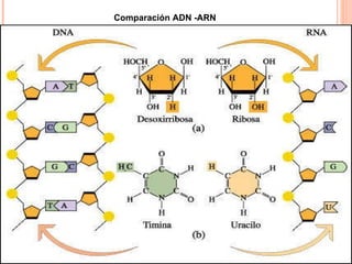 ESTRUCTURA ADN - ARN Comparación ADN -ARN 