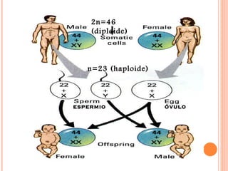 2n=46 (diploide) n=23 (haploide) espermio óvulo 