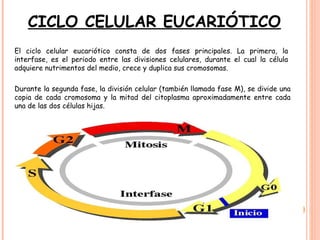 CICLO CELULAR EUCARIÓTICO El ciclo celular eucariótico consta de dos fases principales. La primera, la interfase, es el periodo entre las divisiones celulares, durante el cual la célula adquiere nutrimentos del medio, crece y duplica sus cromosomas.  Durante la segunda fase, la división celular (también llamada fase M), se divide una copia de cada cromosoma y la mitad del citoplasma aproximadamente entre cada una de las dos células hijas. 