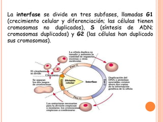 La  interfase  se divide en tres subfases, llamadas  G1  (crecimiento celular y diferenciación; las células tienen cromosomas no duplicados),  S  (síntesis de ADN; cromosomas duplicados) y  G2  (las células han duplicado sus cromosomas). 