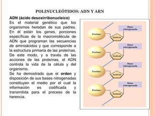 POLINUCLEÓTIDOS: ADN Y ARN ADN (ácido desoxirribonucleico) Es el material genético que los organismos heredan de sus padres. En él están los genes, porciones específicas de la macromolécula de ADN que programan las secuencias de aminoácidos y que corresponde a la estructura primaria de las proteínas. De este modo, y a través de las acciones de las proteínas, el ADN controla la vida de la célula y del organismo. Se ha demostrado que el  orden  y disposición de sus bases nitrogenadas constituyen el medio por el cual la información es codificada y transmitida para el proceso de la herencia. 
