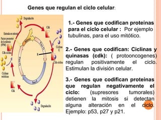 2.- Genes que codifican: Ciclinas y quinasas (cdk):  ( protooncogenes)   regulan positivamente el ciclo. Estimulan la división celular. Genes que regulan el ciclo celular : 3.- Genes que codifican proteínas que regulan negativamente el ciclo:  (supresores tumorales) detienen la mitosis si detectan alguna alteración en el ciclo. Ejemplo: p53, p27 y p21. 1.- Genes que codifican proteínas para el ciclo celular :  Por ejemplo tubulinas, para el uso mitótico. 