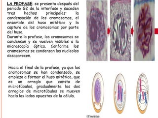 LA PROFASE : se presenta después del periodo G2 de la interfase y suceden tres hechos principales: la condensación de los cromosomas, el ensamble del huso mitótico y la captura de los cromosomas por parte del huso. Durante la profase, los cromosomas se condensan y se vuelven visibles a la microscopía óptica. Conforme los cromosomas se condensan los nucleolos desaparecen. Hacia el final de la profase, ya que los cromosomas se han condensado, se empieza a formar el huso mitótico, que es un arreglo que consta de microtúbulos, gradualmente los dos arreglos de microtúbulos se mueven hacia los lados opuestos de la célula. 