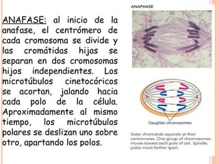 ANAFASE:  al inicio de la anafase, el centrómero de cada cromosoma se divide y las cromátidas hijas se separan en dos cromosomas hijos independientes. Los microtúbulos cinetocóricos se acortan, jalando hacia cada polo de la célula. Aproximadamente al mismo tiempo, los microtúbulos polares se deslizan uno sobre otro, apartando los polos. 