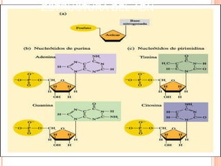 ESTRUCTURA DEL ADN 