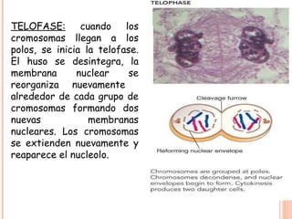 Acidos nucleicos  ciclo celular