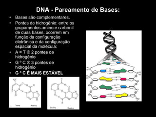 DNA - Pareamento de Bases:
• Bases são complementares.
• Pontes de hidrogênio: entre os
grupamentos amino e carbonil
de duas bases: ocorrem em
função da configuração
eletrônica e da configuração
espacial da molécula:
• A = T ® 2 pontes de
hidrogênio
• G º C ® 3 pontes de
hidrogênio
• G º C É MAIS ESTÁVEL
 