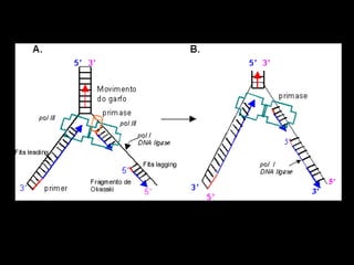 Acidos nucleicos   resumo