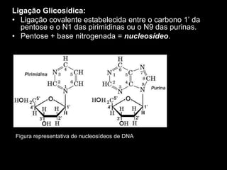Ligação Glicosídica:
• Ligação covalente estabelecida entre o carbono 1’ da
pentose e o N1 das pirimidinas ou o N9 das purinas.
• Pentose + base nitrogenada = nucleosídeo.
Figura representativa de nucleosídeos de DNA
 