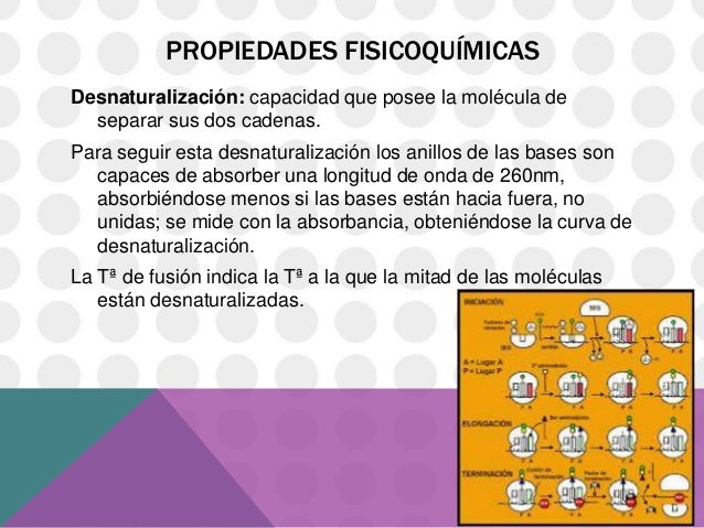 Acidos nucleicos (1)