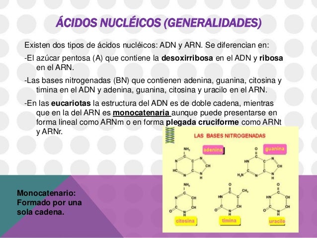 Acidos nucleicos (1)